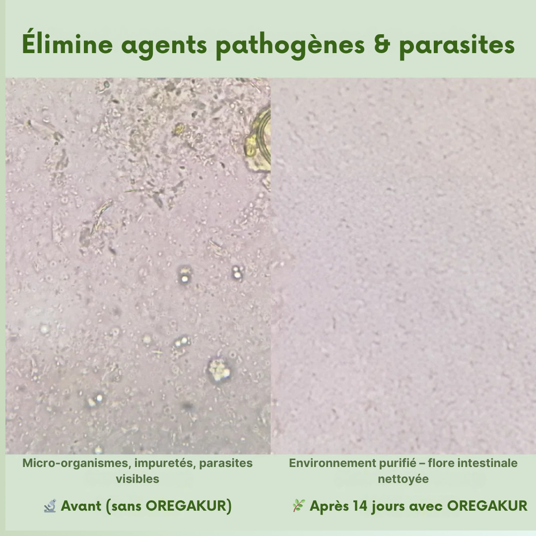 OREGAKUR Complexe