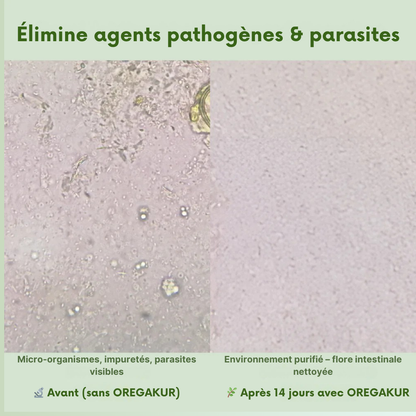 OREGAKUR Complexe